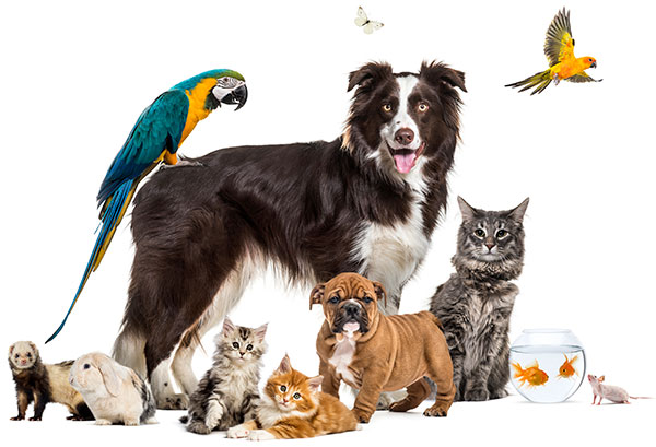 pet psychology and issues regarding custody of pets